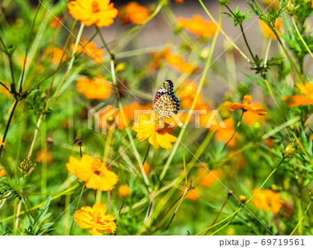 オレンジ色のキバナコスモスとオレンジ色のツマグロヒョウモン蝶々 69719561