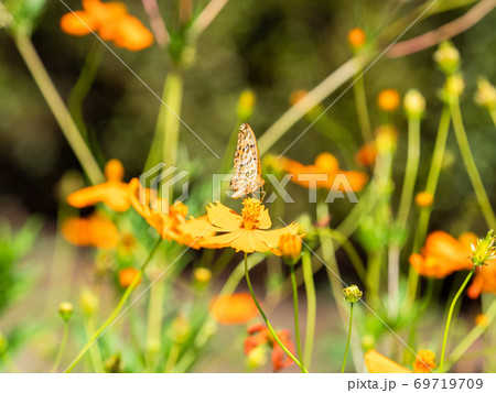 オレンジ色のキバナコスモスとオレンジ色のツマグロヒョウモン蝶々 69719709