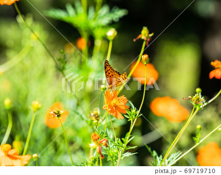 オレンジ色のキバナコスモスとオレンジ色のツマグロヒョウモン蝶々 オレンジ色のキバナコスモスとオレンジ色のツマグロヒョウモン蝶々 69719710