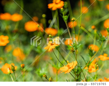 オレンジ色のキバナコスモスとオレンジ色のツマグロヒョウモン蝶々 69719765