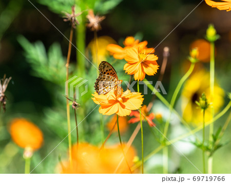 オレンジ色のキバナコスモスとオレンジ色のツマグロヒョウモン蝶々 69719766