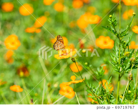 オレンジ色のキバナコスモスとオレンジ色のツマグロヒョウモン蝶々 69719767
