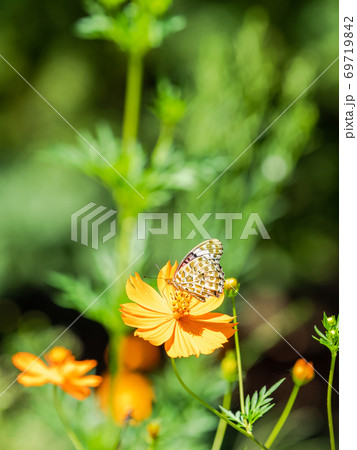 オレンジ色のキバナコスモスとオレンジ色のツマグロヒョウモン蝶々 69719842