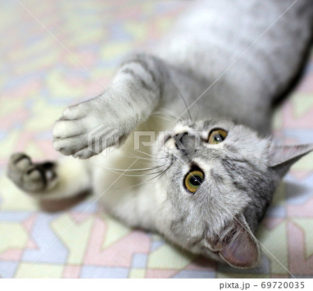Cat: White and grey british shorthair thinking bad thing hiding in the clothes chest Cat: White and grey british shorthair thinking bad thing hiding in the clothes chest 69720035