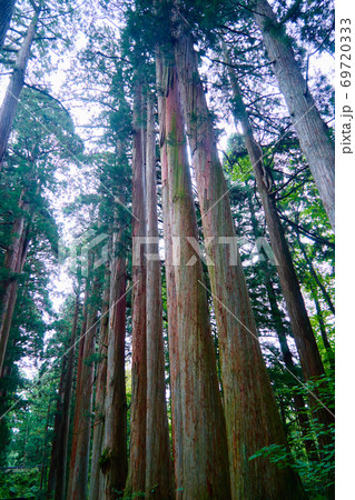 戸隠神社_奥社の杜_No5 戸隠神社_奥社の杜_No5 69720333