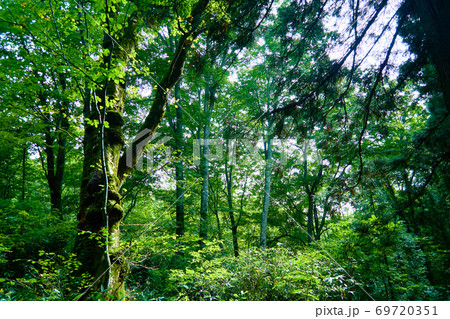 戸隠神社_奥社の杜_No12 69720351