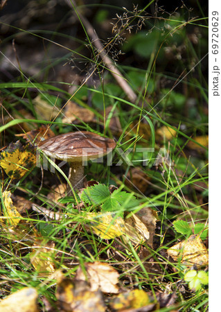 Leccinum Scabrum grows most often under aspens in and outside the forest. 69720629