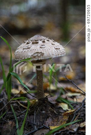 The Parasol Mushroom Macrolepiota procera Fruit bodies can be eaten by slicing and frying in batter The Parasol Mushroom Macrolepiota procera Fruit bodies can be eaten by slicing and frying in batter 69720655