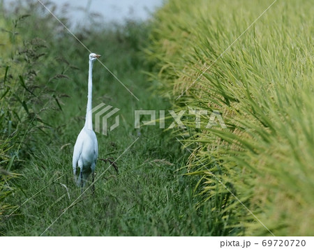 稲刈り前の水田で餌を探すシラサギ　ダイサギ 69720720