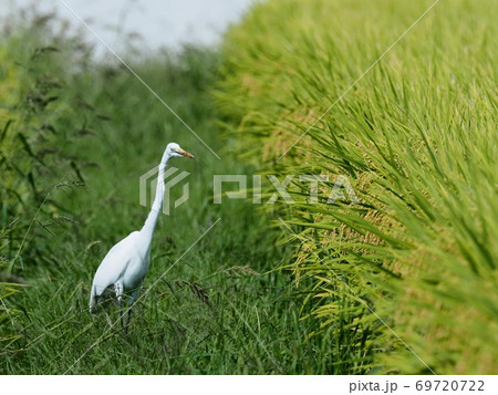 稲刈り前の水田で餌を探すシラサギ ダイサギ 稲刈り前の水田で餌を探すシラサギ ダイサギ 69720722
