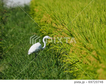 稲刈り前の水田で餌を探すシラサギ　ダイサギ 69720746