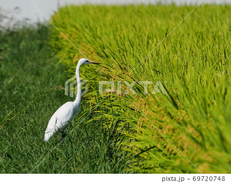 稲刈り前の水田で餌を探すシラサギ ダイサギ 稲刈り前の水田で餌を探すシラサギ ダイサギ 69720748
