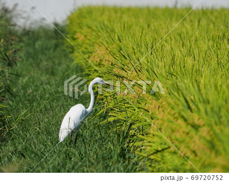 稲刈り前の水田で餌を探すシラサギ ダイサギ 稲刈り前の水田で餌を探すシラサギ ダイサギ 69720752