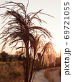 秋 夕暮れ 植物 69721055