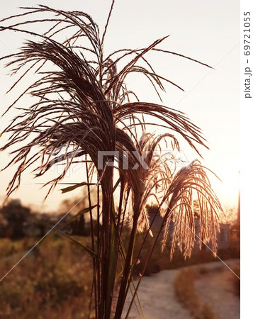 秋 夕暮れ 植物 69721055