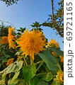 自然 景色 ヒマワリ 69721165
