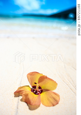青い海とユウナの花 69721188