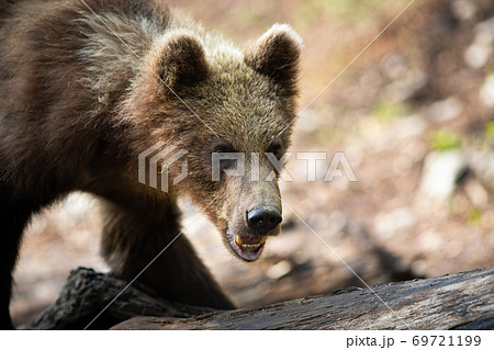 Brown bear looking in forest in autumn in close-up. 69721199