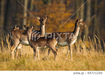 Calm fallow deer herd standing on meadow in autumn. 69721200