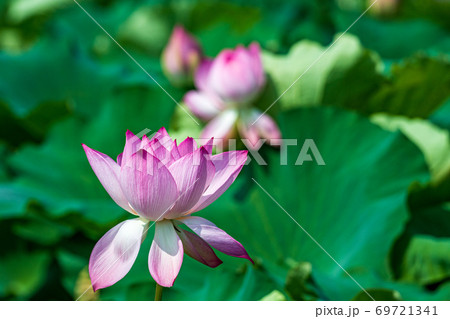 夏の蓮池に咲くピンクの綺麗な蓮の花 福岡県行橋市 の写真素材