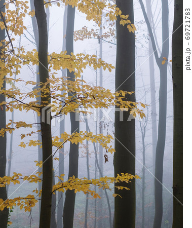 Mysterious dark beech forest in fog 69721783