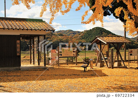 北条鉄道と網引駅前大イチョウの写真素材