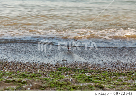 summer sea beach with walking young seagull 69722942