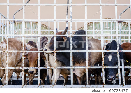 Cows on the market in Nizwa Cows on the market in Nizwa 69723477
