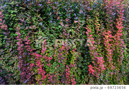 Colorful dog rose bush leaves pattern Colorful dog rose bush leaves pattern 69723656