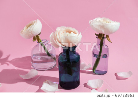 Three white flowers ranunculus petals in glass vase on a pink background with hard light. Spring, summer, bloom. 69723963