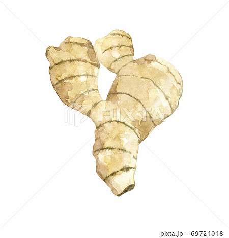 Watercolor ginger root 69724048