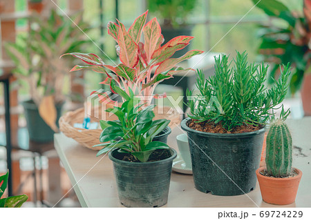 Plants and Cactus in a home greenhouse garden. Plants and Cactus in a home greenhouse garden. 69724229