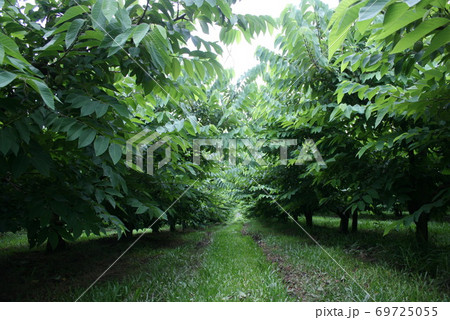 サンパウロ州にあるアテモヤ農園　ブラジル 69725055