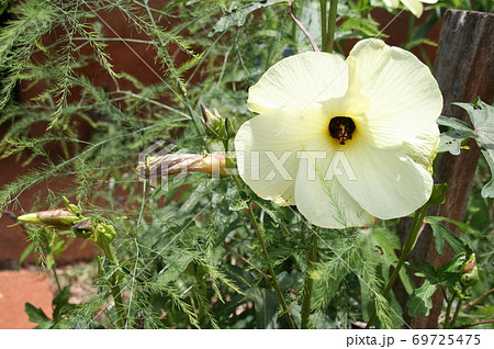 ブラジルで栽培されている花オクラの写真素材