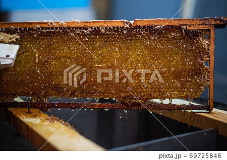 Hand using a scraper to clog honeycombs with honey in a frame. Beekeeper Unseal Honeycomb. Hand using a scraper to clog honeycombs with honey in a frame. Beekeeper Unseal Honeycomb. 69725846
