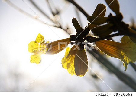 ブラジル国花のイペーの写真素材