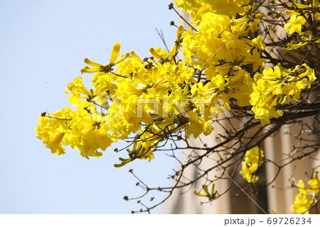 ブラジル国花のイペーの写真素材