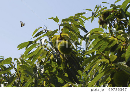 たわわに実をつけた栗の木 収穫近し秋の味 待ち遠しい栗拾い イメージ たわわに実をつけた栗の木 収穫近し秋の味 待ち遠しい栗拾い イメージ 69726347