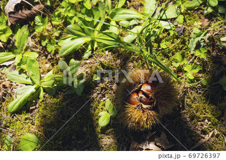実って自然に落ちた食べごろの栗 69726397