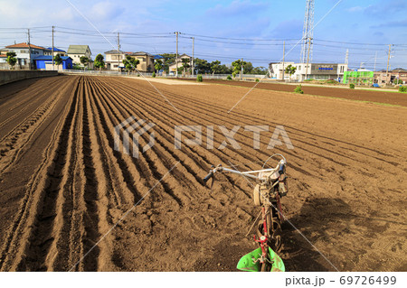 湘南三浦半島の特産大根始動開始の秋 湘南三浦半島の特産大根始動開始の秋 69726499