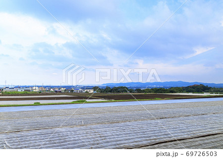 湘南三浦半島の特産大根始動開始の秋 湘南三浦半島の特産大根始動開始の秋 69726503