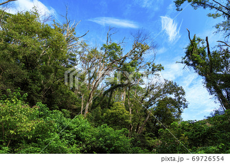 湘南三浦半島の秘境小網代の森と秋晴れと雲 69726554