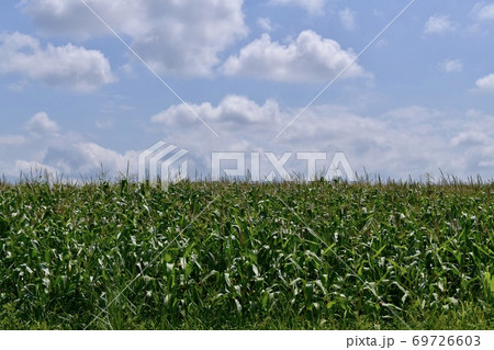 A field with corn inflorescences with blue sky and white clouds. A field with corn inflorescences with blue sky and white clouds. 69726603