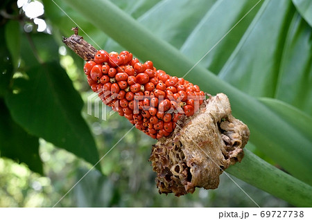 クワズイモの実の写真素材