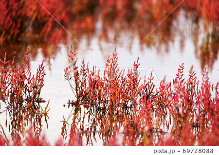 能取湖 サンゴ草群落地 能取湖 サンゴ草群落地 69728088