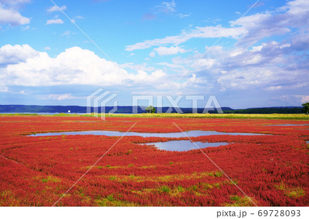 能取湖 サンゴ草群落地 能取湖 サンゴ草群落地 69728093