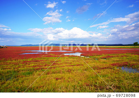 能取湖　サンゴ草群落地 69728098