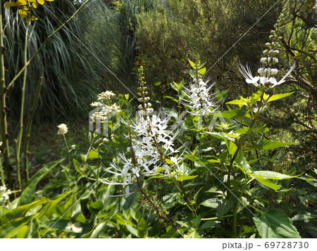 ネコヒゲとも呼ばれるキャッツウィスカーは白い花 ネコヒゲとも呼ばれるキャッツウィスカーは白い花 69728730