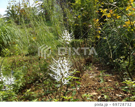 ネコヒゲとも呼ばれるキャッツウィスカーは白い花 ネコヒゲとも呼ばれるキャッツウィスカーは白い花 69728732