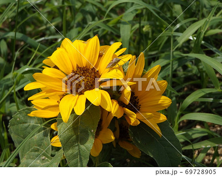 夏の花といえば黄色いヒマワリ これはミニヒマワリの写真素材 6975
